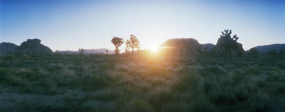 Joshua trees in desert at sunrise Joshua Tree National Park San Bernardino County California USA Canvas Art - Panoramic Images (6 x 15)
