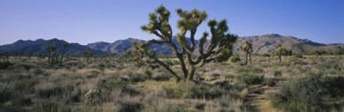 Joshua trees on a landscape Joshua Tree National Monument California USA Canvas Art - Panoramic Images (18 x 6)