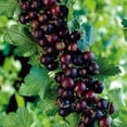 thumbnail image 1 of Jostaberry Currant Bush - NO SHIP to NC, WV, NH - 2.5" Pot, 1 of 4