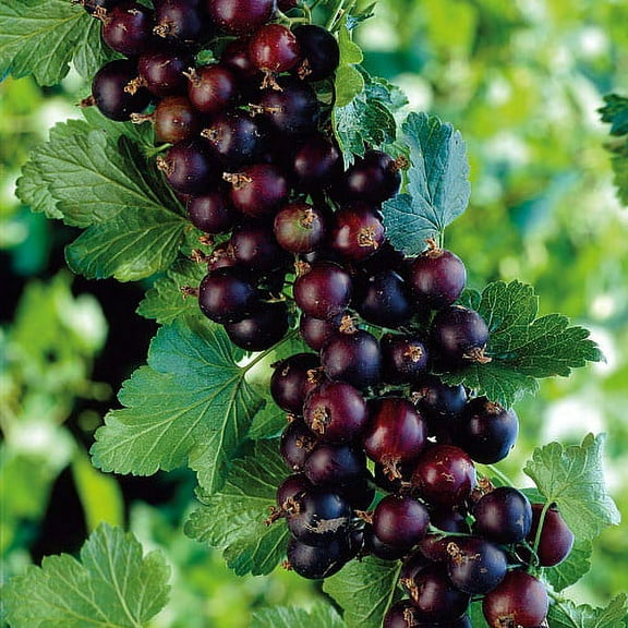 Jostaberry Currant Bush - NO SHIP to NC, WV, NH - 2.5" Pot