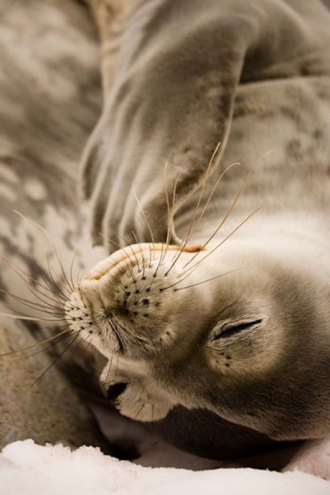 Jougla Pt Antarctica Sleepy Weddell seal Canvas Art - Dave Bartruff DanitaDelimont (24 x 35)