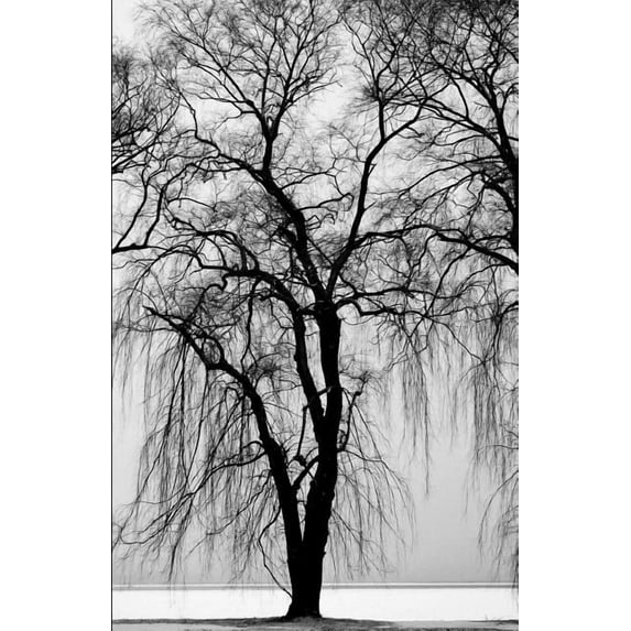 Journal: Dot Grid Notebook Nature Trees 5.5" X 8.5" 200 Pages Bullet Grid Minimalist Planner