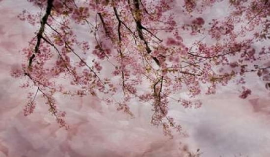 Joy of Spring Canvas Art - Irene Weisz (12 x 18)