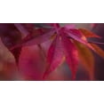 thumbnail image 1 of Joyful Maple I Poster Print by Rita Crane (12 x 18), 1 of 1