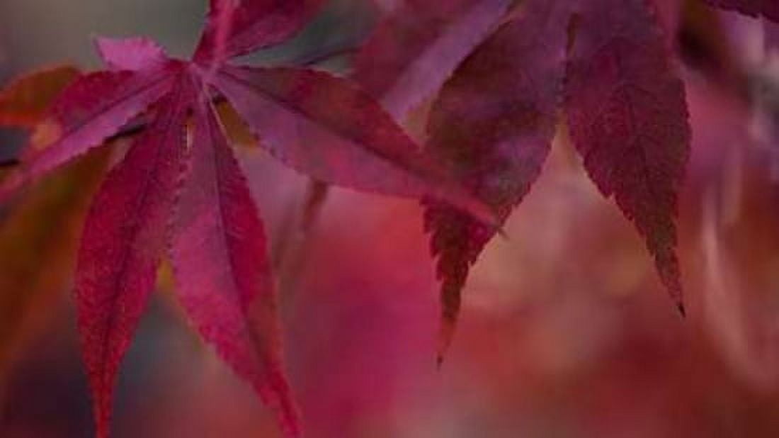 Joyful Maple II Canvas Art - Rita Crane (24 x 36)