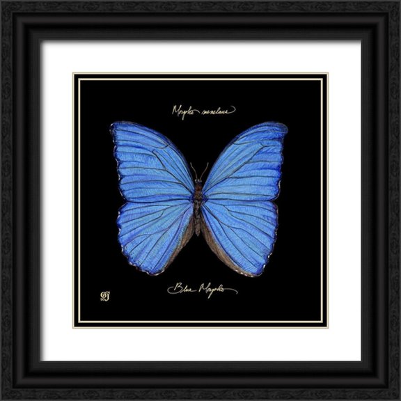 Joyner, Ginny 20x20 Black Ornate Wood Framed with Double Matting Museum Art Print Titled - Striking Butterfly I