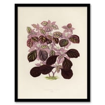 Joyweed Plant Vintage Botanical Artwork Fawcett Framed Wall Art Print 12X16"
