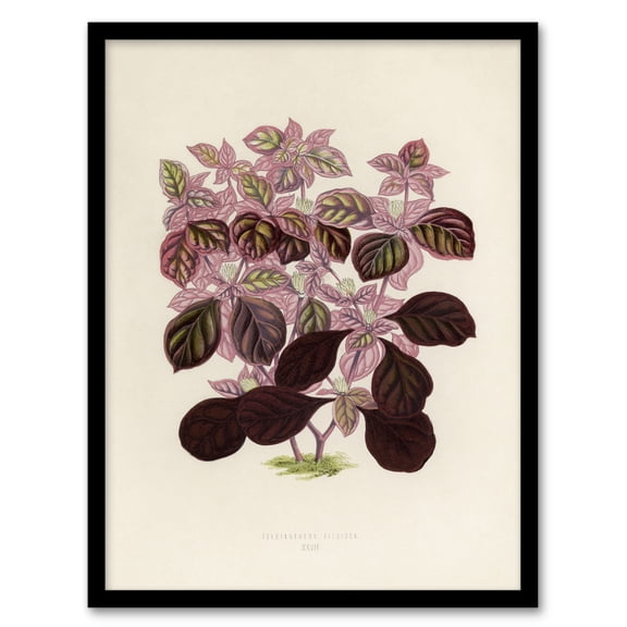 Joyweed Plant Vintage Botanical Artwork Fawcett Framed Wall Art Print 12X16"