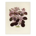thumbnail image 1 of Joyweed Plant Vintage Botanical Artwork Fawcett Huge Wall Art Print 18X24 In, 1 of 4