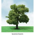thumbnail image 1 of JTT Scenery Products 92310 Sycamore 3.5-4" (2) Pro-Elite Tree, 1 of 2