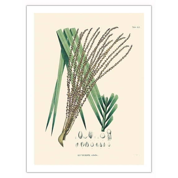 Juçara Palm Tree (Euerpe edulis) - Vintage Botanical Illustration by Carl Friedrich Philipp von Martius c.1820s - Bamboo Fine Art 290gsm Paper Print (Unframed) 24x32in