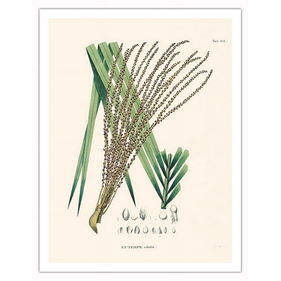 Juçara Palm Tree (Euerpe edulis) - Vintage Botanical Illustration by Carl Friedrich Philipp von Martius c.1820s - Fine Art Matte Paper Print (Unframed) 20x26in
