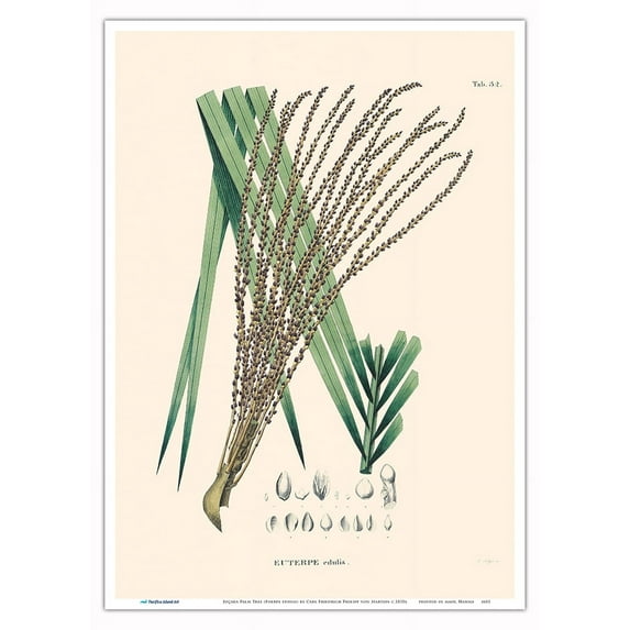Juçara Palm Tree (Euerpe edulis) - Vintage Botanical Illustration by Carl Friedrich Philipp von Martius c.1820s - Master Art Print 10in x 14in