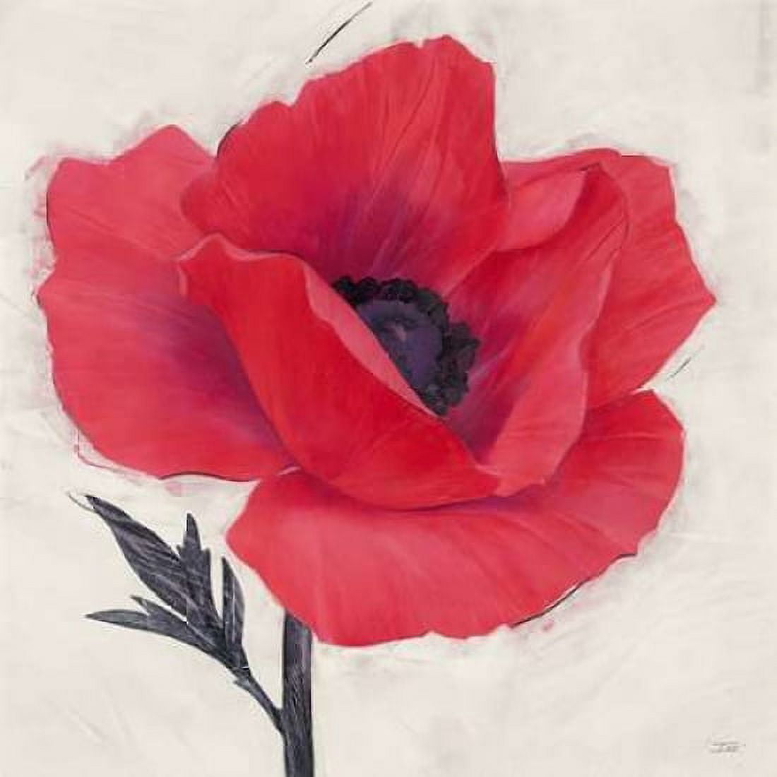 Jubilant Poppy Canvas Art - Ivo Stoyanov (24 x 24)