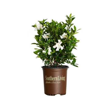 Jubilation Gardenia (2.5 Quart) Flowering Evergreen Shrub with Fragrant White Blooms - Full Sun to Part Shade Live Outdoor Plant / Bush - Southern Living Plant Collection