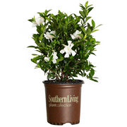 Southern Living Jubilation Gardenia Live Shrub in 2.5-Quart Grower Pot