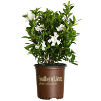 Southern Living Jubilation Gardenia Live Shrub in 2.5-Quart Grower Pot