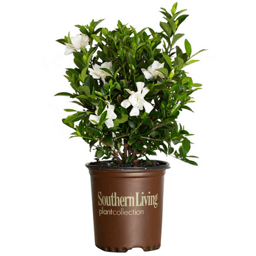 Southern Living Jubilation Gardenia Live Shrub in 2.5-Quart Grower Pot