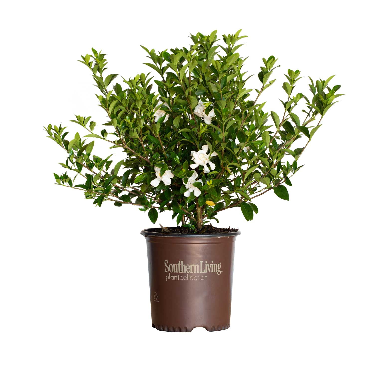 Jubilation Gardenia (2 Gallon) Flowering Evergreen Shrub White Blooms