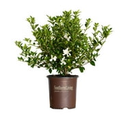 Jubilation Gardenia (2 Gallon) Flowering Evergreen Shrub - White Blooms - Full Sun to Part Shade, Southern Living Collection