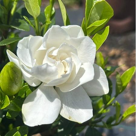 Jubilation™ Gardenia - Gardenia jasminoides 'Leeone'