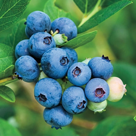 Jubilee Blueberry, Dormant Bare Root Starter Fruiting Plant (1-Pack)