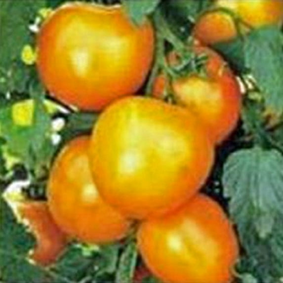 Jubilee Tomato, Heirloom, 200 Seeds, Delicious Sweet Yellow Tomatoes, A Must for Every Garden, Country Creek Brand