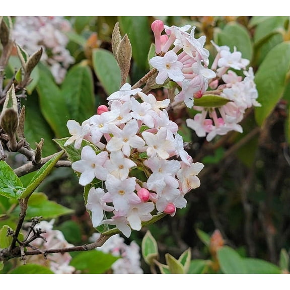 Juddi Viburnum Live Plant 6-12" Tall in 2.5" Pot - Fragrant Flower Shrub Plant - Ornamental Plant Outdoor Garden