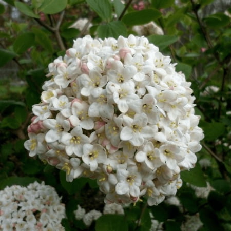 Juddi Viburnum Plant Live, Juddi Viburnum Spring for Outdoor Landscape, 6'' Tall in Pot