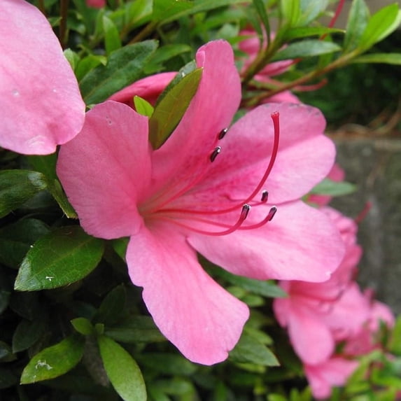 Judge Solomon Azalea - Rhododendron indica 'Judge Solomon'