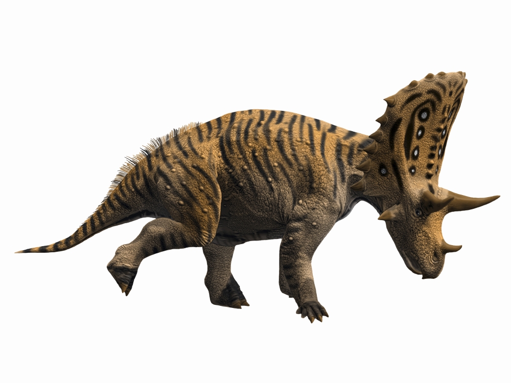 Judiceratops tigris Late Cretaceous of Montana USA Canvas Art - Nobumichi TamuraStocktrek Images (17 x 13)