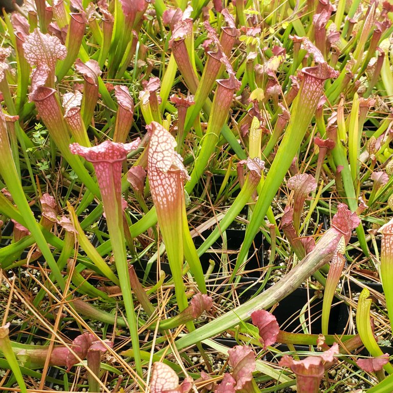 Insect Eating Plants Are Called corona.dothome.co.kr