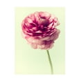 thumbnail image 1 of Judy Stalus 'Lush Botanical II' Canvas Art, 1 of 3