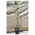 Jujube Fruit Tree ' Ziziphus Jujuba" Chinese Date 5 Gallon Potted 5FT