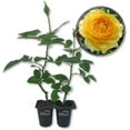 thumbnail image 1 of Julia Child Rose Bush - 2 Live Starter Plants in 2 Inch Pots - Beautifully Fragrant Roses from Florida - A Beautiful Rose with Shapely Deep Golden Blooms, 1 of 6
