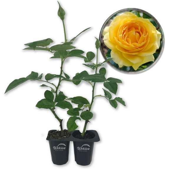 Julia Child Rose Bush - 2 Live Starter Plants in 2 Inch Pots - Beautifully Fragrant Roses from Florida - A Beautiful Rose with Shapely Deep Golden Blooms