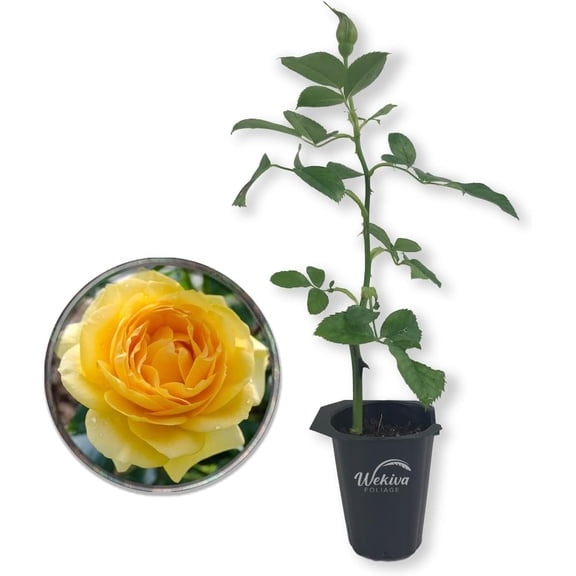 Julia Child Rose Bush - Live Starter Plant in a 2 Inch Pot - Beautifully Fragrant Roses from Florida - A Beautiful Rose with Shapely Deep Golden Blooms