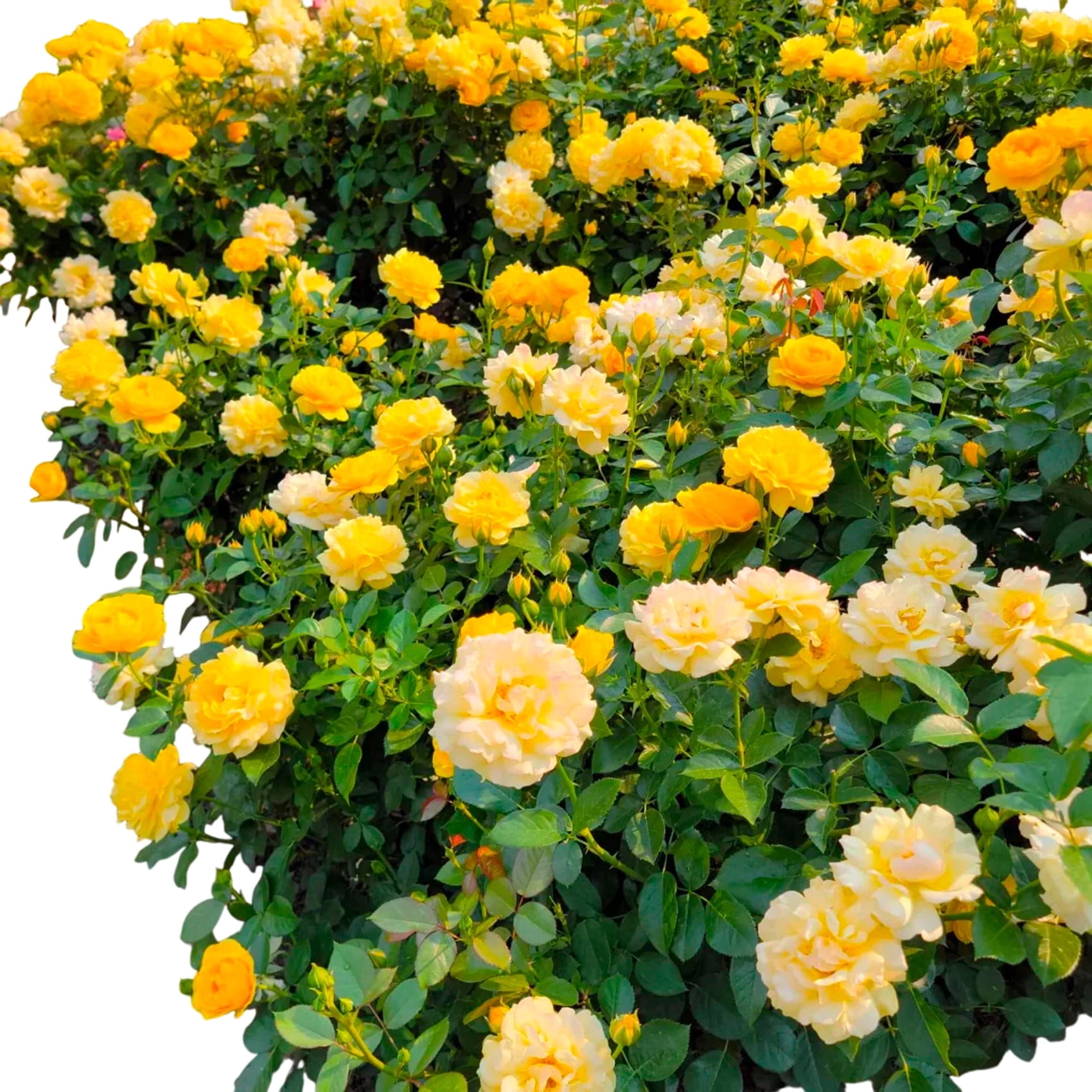 Julia Child Rose – Live Floribunda Rose Shrubs with Buttery Yellow ...