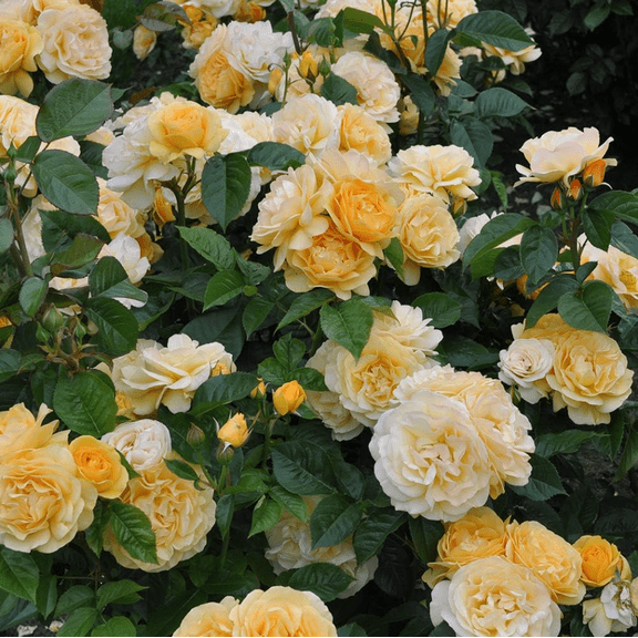 Julia Child Rose Plant Live, Heirloom Roses Floribunda Roses, Yellow Bush Rose Plant for Outdoor Garden, 4 to 8 Inch Tall, Ship No Pot
