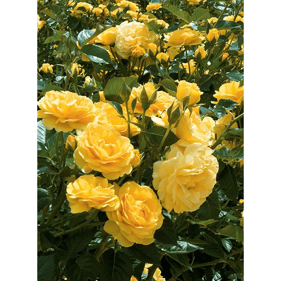Julia Child Rose Plant Live for Planting - Yellow Bush Rose Plant for Outdoor Garden 4 to 7" Tall