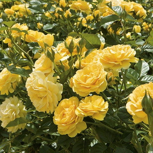 Julia Child Yellow Floribunda Rose- Live Plant - ( 1 QT ) - Repeat Blooms