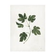 thumbnail image 1 of Julia Purinton 'Botanical Study III Greenery' Canvas Art, 1 of 4
