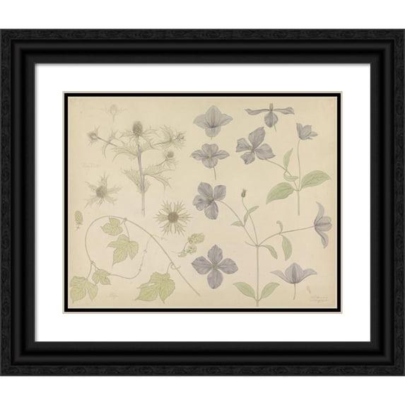 Julie de Graag 24x20 Black Ornate Framed Double Matted Museum Art Print Titled: Study Sheet with Seastyst, Hop and Clematis (1899)