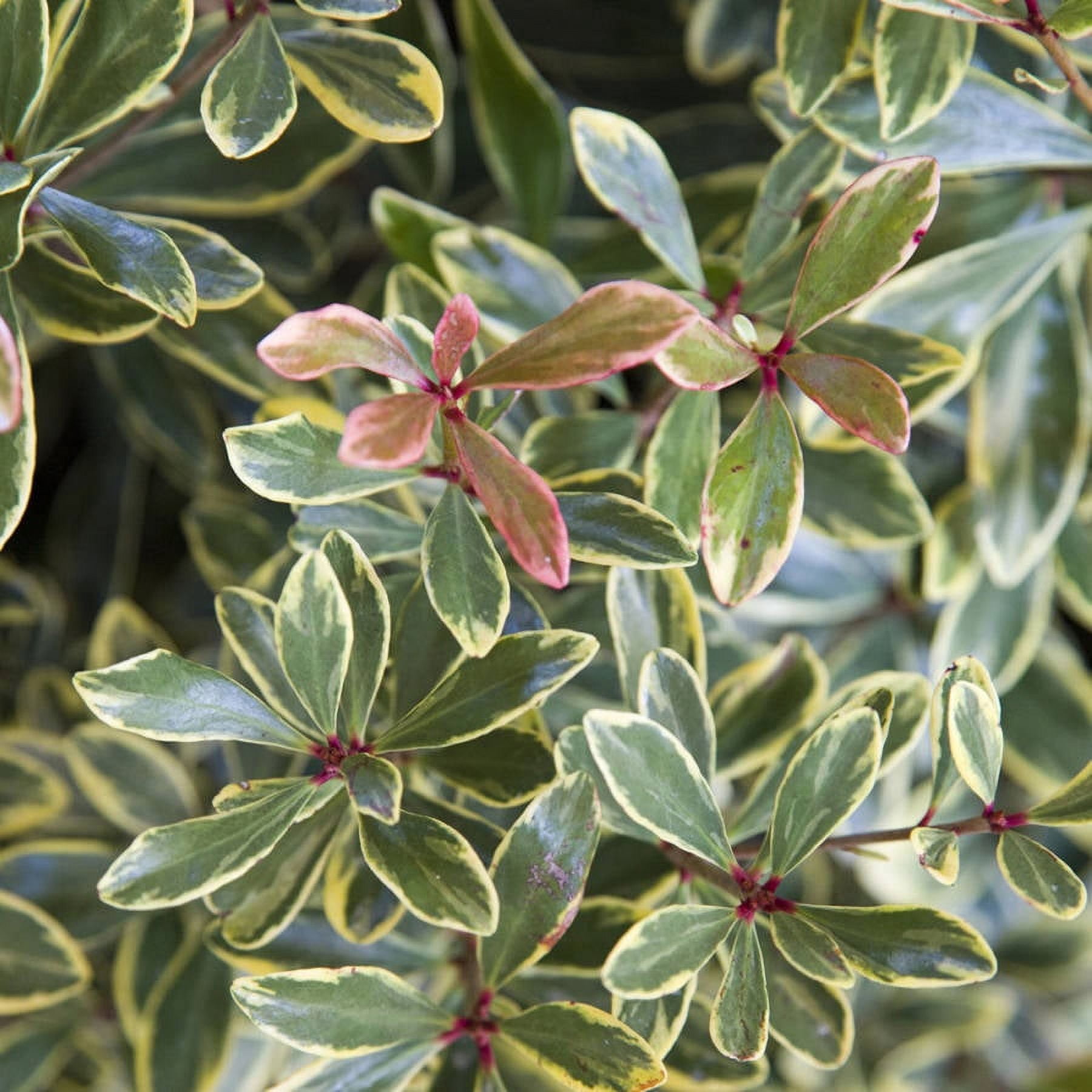 Southern Living Juliet Cleyera Live Shrub in 2-Gallon Grower Pot