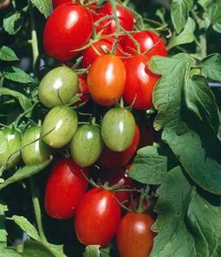 Juliet Grape Tomato 15 Seeds High yields!