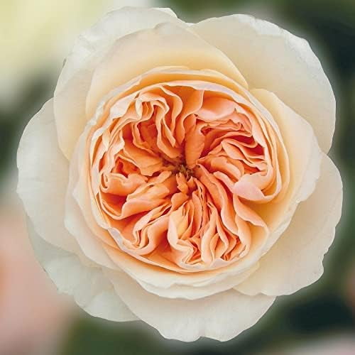 https://i5.walmartimages.com/seo/Juliet-Rose-Flower-Seed-10-Seeds-Sweet-Flowers-Highly-Fragrant-Beautiful-Distinctive-Petals-Wonderful-Choice-for-Garden_d8629657-9cf1-4f86-8c5e-7578a958c21a.36766eb6356b86688b72c89b1a413269.jpeg