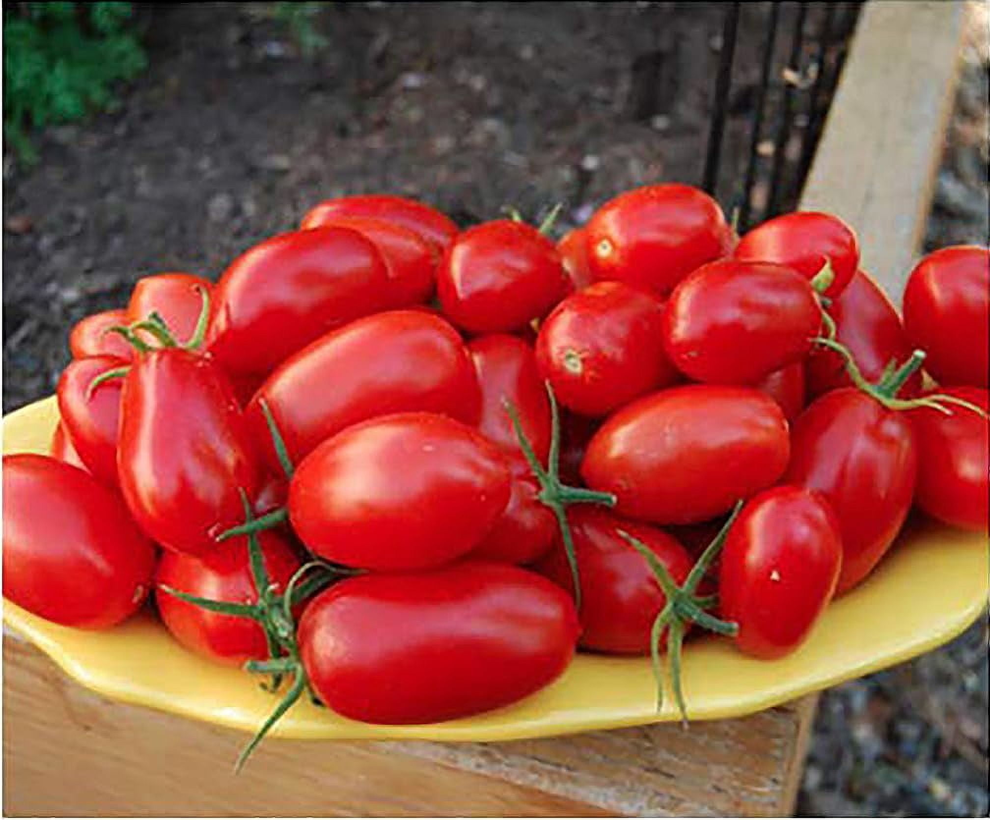 Juliet Tomato Seeds TWE5 Rare Hybrid of Plum and Roma Tomatoes