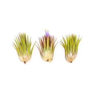 Air Plant Bulk