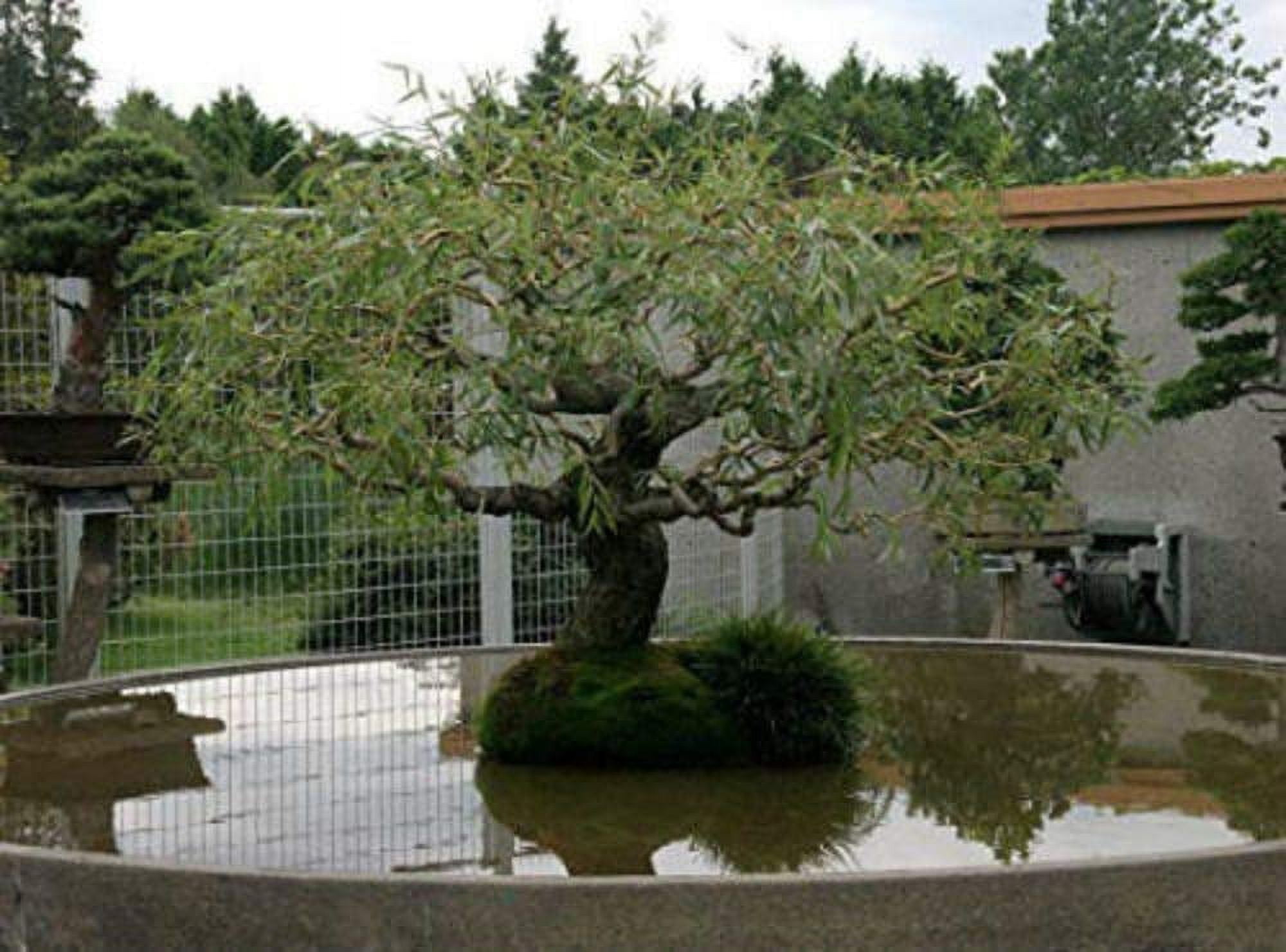 Jumbo Bonsai Tree Dragon Claw Willow - 3 foot tall Trunk approx 2-3