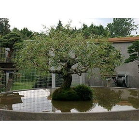 Jumbo Bonsai Tree Dragon Claw Willow - 3 foot tall Trunk approx 2-3 inches Thick